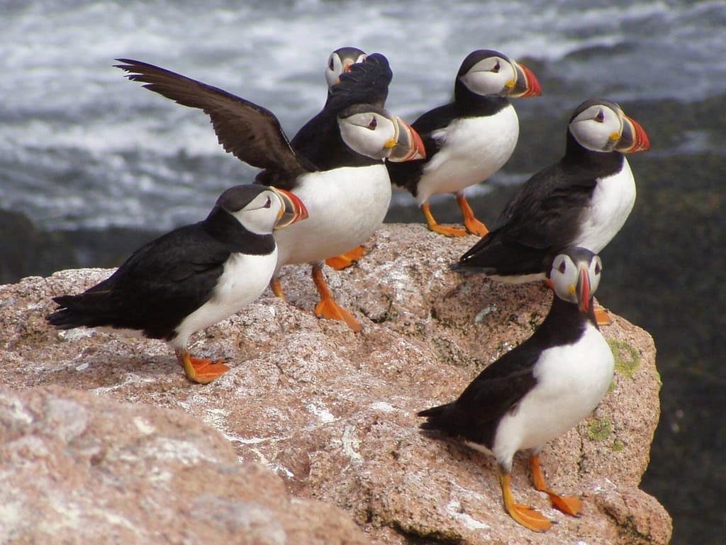 Puffins en Irlande