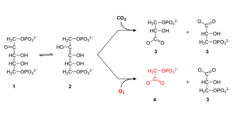 Les réactions de l'enzyme RuBisCO avec le dioxyde de carbone et l'oxygène.