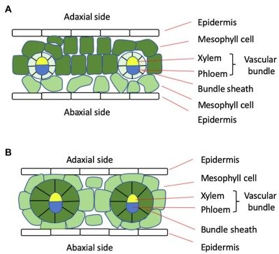 Schéma de l'anatomie foliaire des plantes C3 (A) et C4 (B).  Ce dernier divise la concentration de CO2 et le cycle de Calvin en deux cellules.  (Crédit : Cui, 2021)