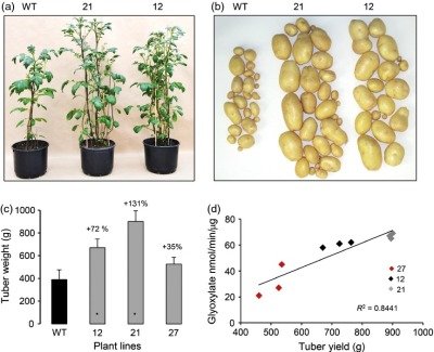 Impact de l'expression de DEFp sur le phénotype de la pomme de terre et le rendement en tubercules.  (Noelke et al., 2014)