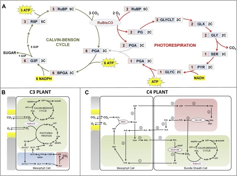 Voies métaboliques des plantes C3 et C4.  (Crédit : Williams et al., 2013)