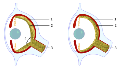 Œil de vertébré contre œil de céphalopode.  Notez l'inversion de la rétine (1) et des nerfs (2).  Les céphalopodes n'ont pas la tache aveugle des vertébrés (4).