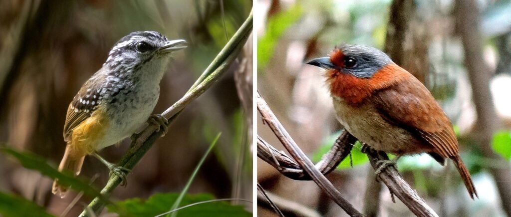 Des fleuves remanies renforcent lhyper biodiversite de lAmazonie