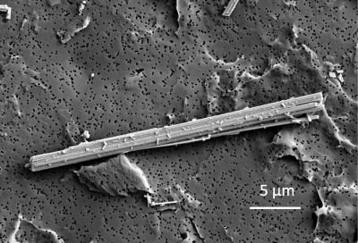 Micrographie électronique de l'amiante.  Amosite, obtenu auprès de l'Association japonaise pour la mesure de l'environnement de travail (Tokyo, Japon), observé par microscopie électronique à balayage à émission de champ.  (Source : Akio Kuroda, 2021)