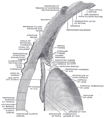 Détail de l'œil avec l'iris et les structures environnantes visibles.  (Source : Gray's Anatomy, planche 883)