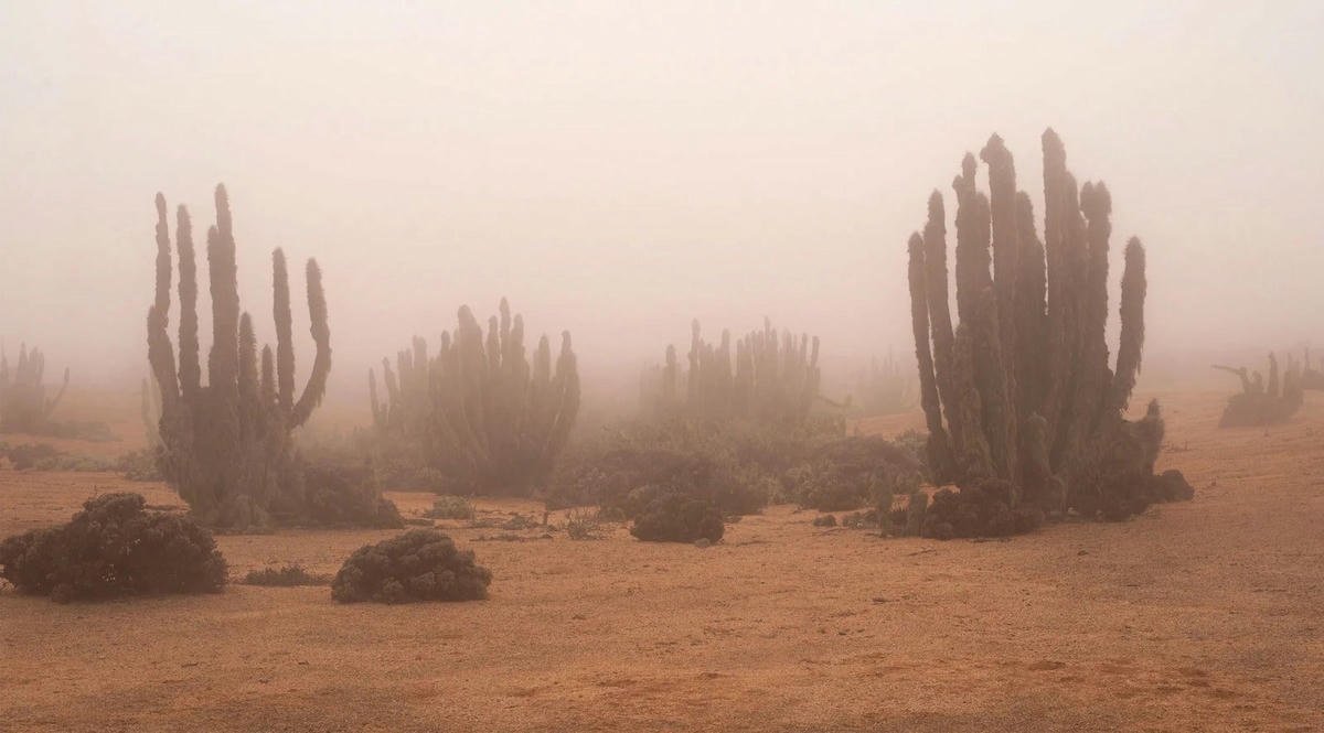 brouillard sur les cactus