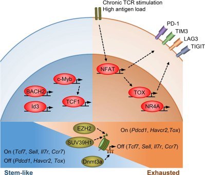 Régulation transcriptionnelle et épigénétique de la souche et de l'épuisement des lymphocytes T.  (Gonzalez et coll., 2021)