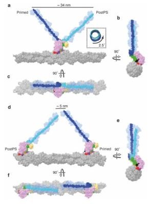 Myosine-5 travaillant sur un accident vasculaire cérébral et marchant sur la F-actine.  (Crédit : Klebl et al., 2024)