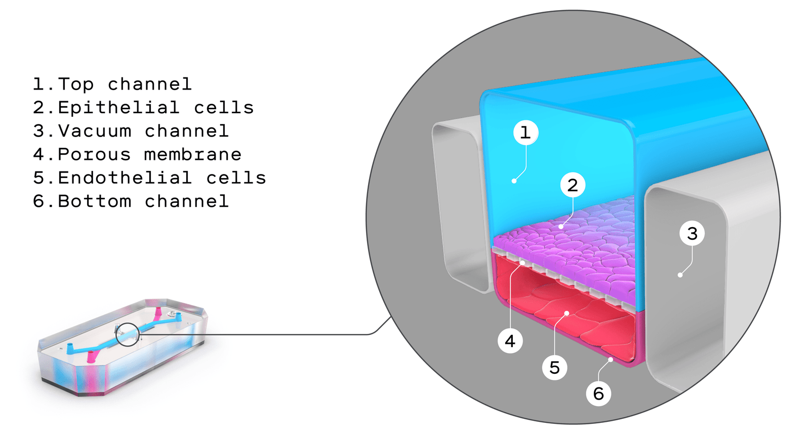 coupe transversale d'une puce microfluidique avec le canal supérieur, les cellules épithéliales, le canal à vide, la membrane poreuse, les cellules endothéliales et le canal inférieur indiqués.