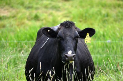 Une vache principalement noire dans un champ d'herbe verte