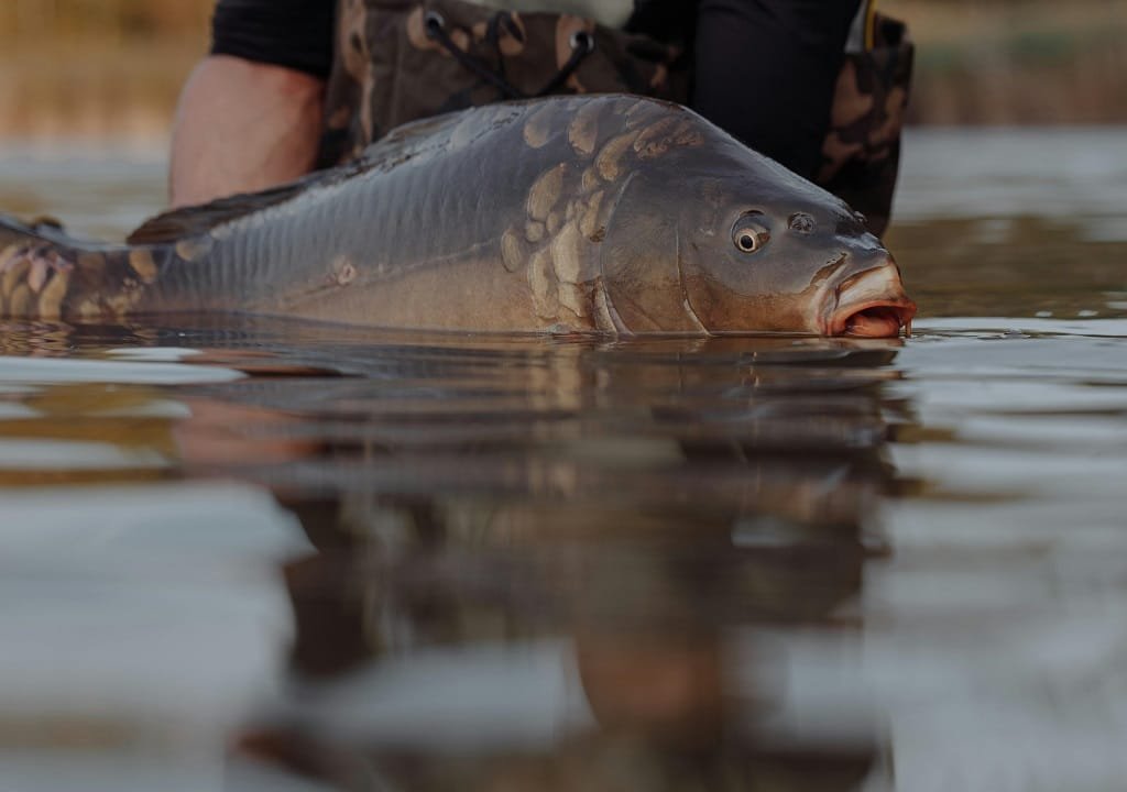 10 raisons de pêcher la carpe en été