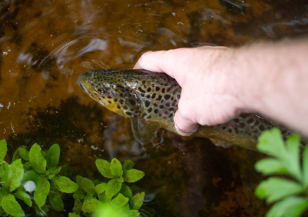 10 raisons de pêcher la truite