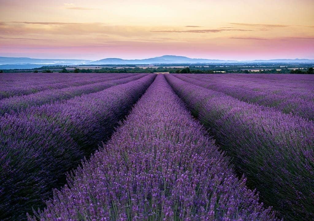 10 raisons de visiter la Provence cet été