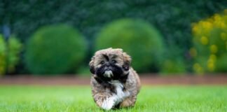 10 raisons de ne pas adopter un shih tzu