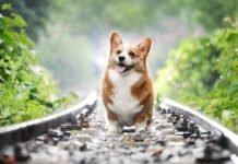 10 raisons de ne pas adopter un corgi