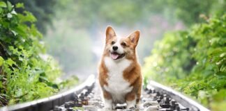 10 raisons de ne pas adopter un corgi