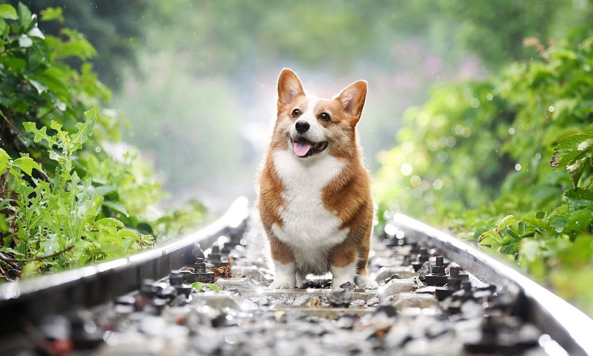 10 raisons de ne pas adopter un corgi