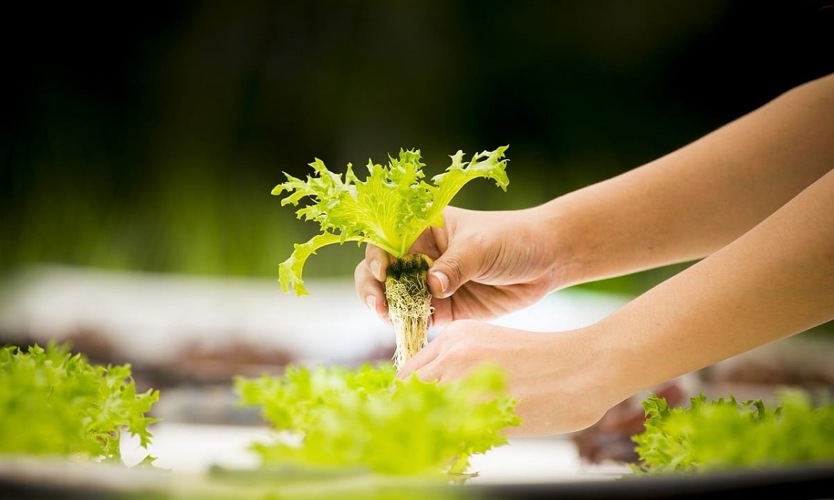 10 raisons pour lesquelles l’aquaponie est l’avenir de l’agriculture