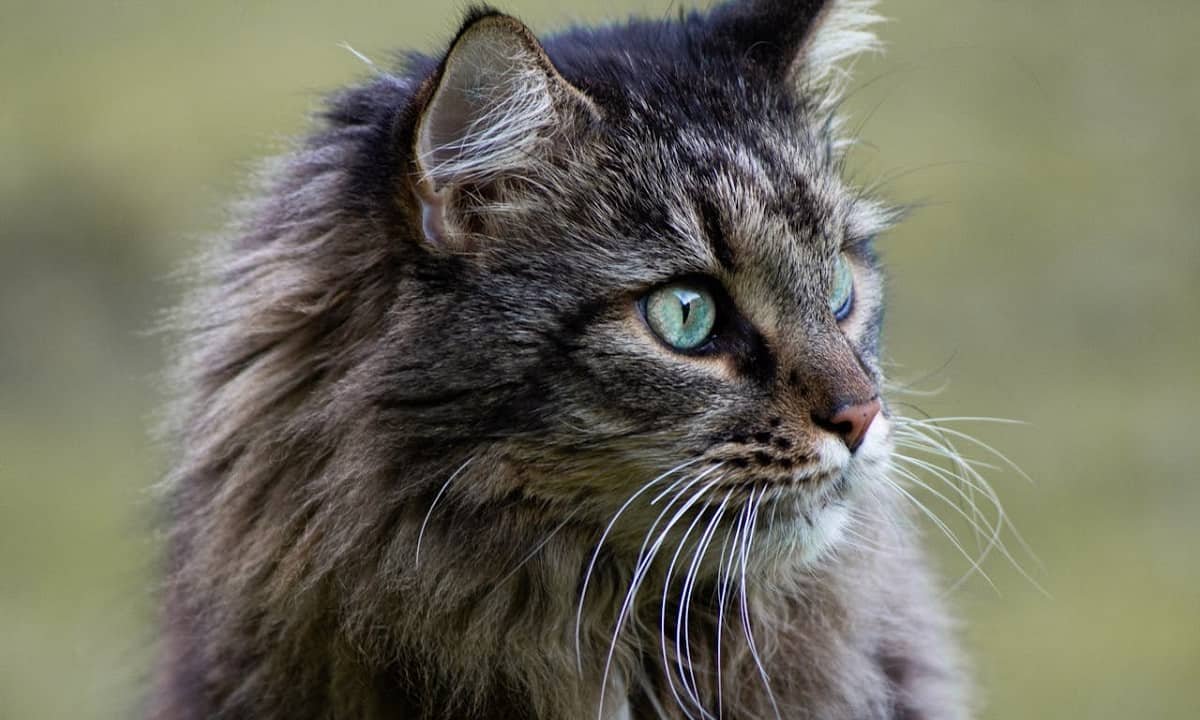 10 raisons d'adopter un chat Maine Coon