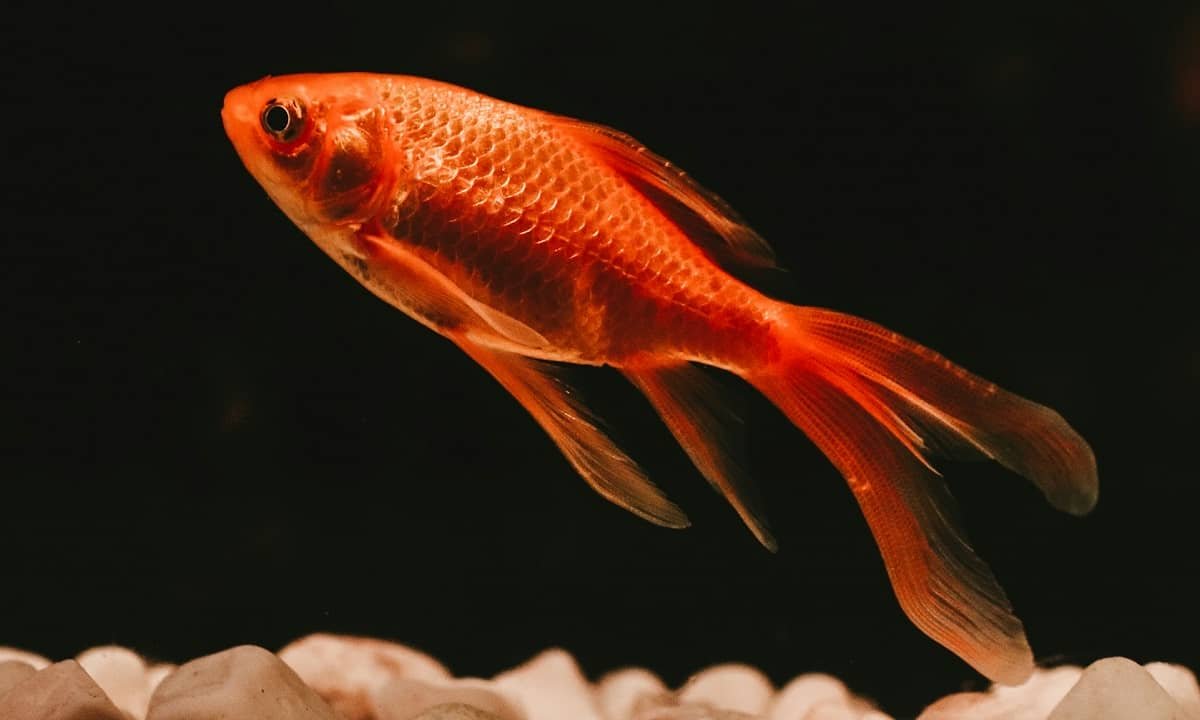 10 raisons d'adopter un poisson rouge