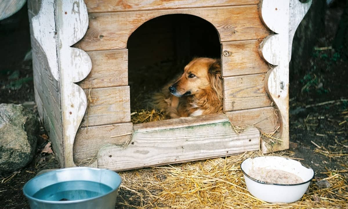 10 raisons d’offrir un abri douillet à votre animal cet hiver