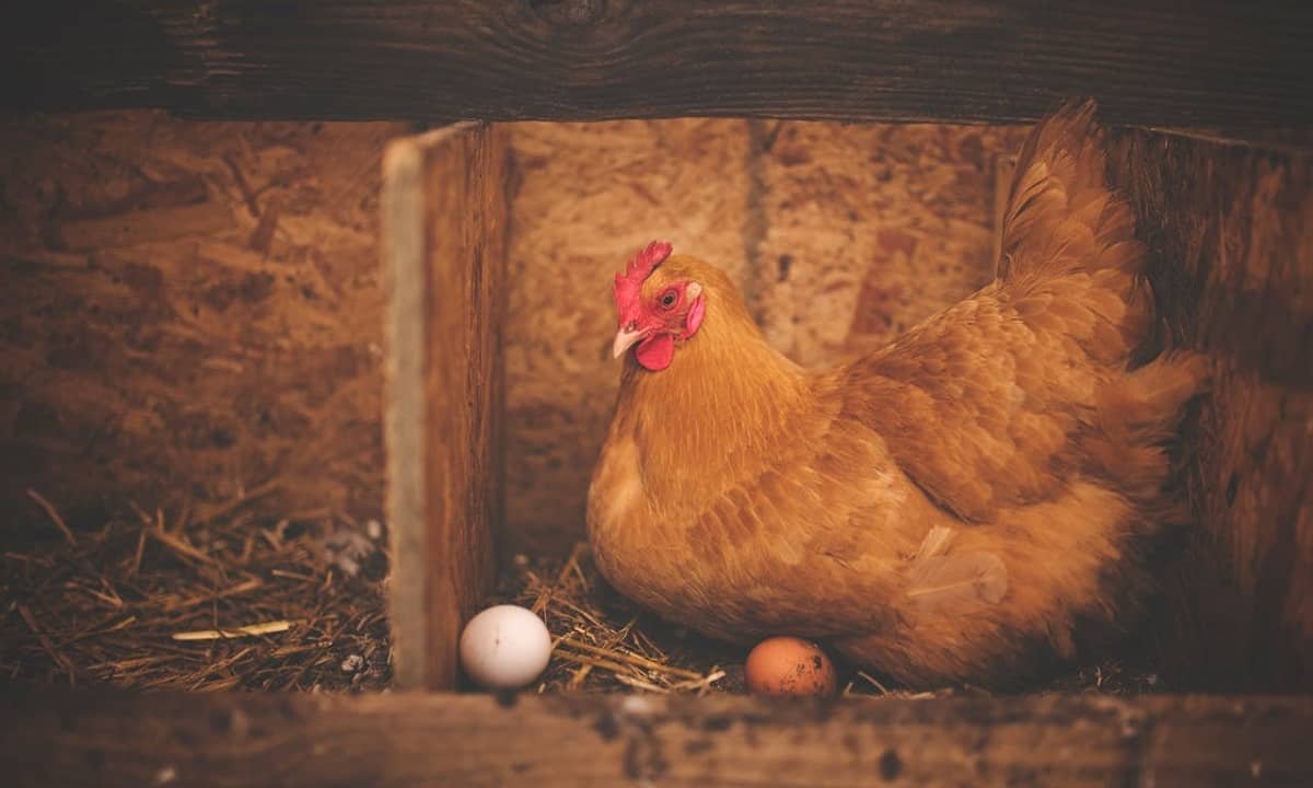 10 raisons d’adopter des poules pondeuses et profiter d'œufs frais chaque jour