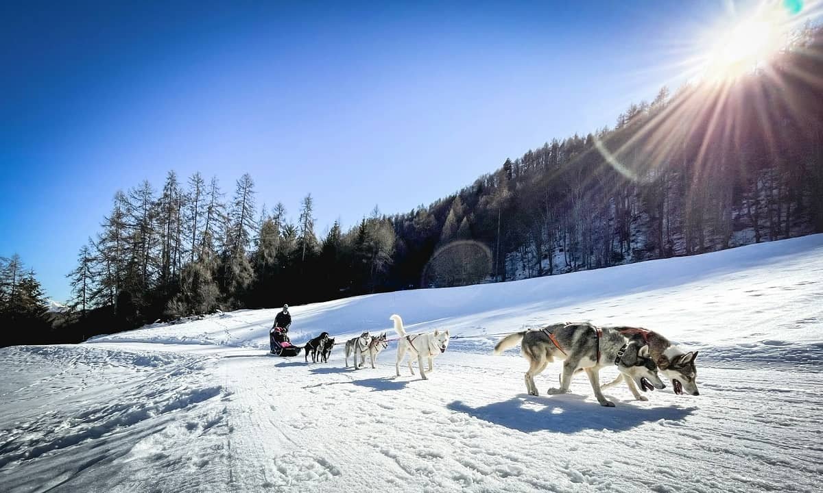 10 raisons de tenter une aventure en chiens de traîneau à La Clusaz