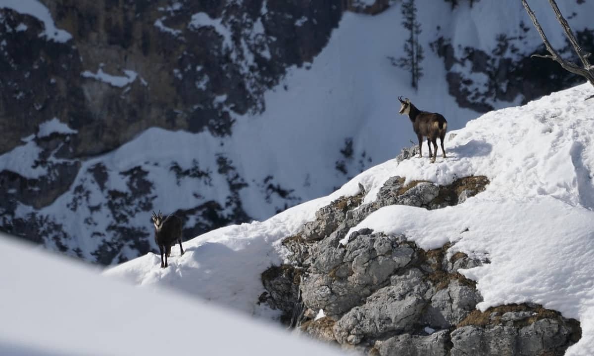 10 raisons d’observer les chamois dans le Vercors en hiver