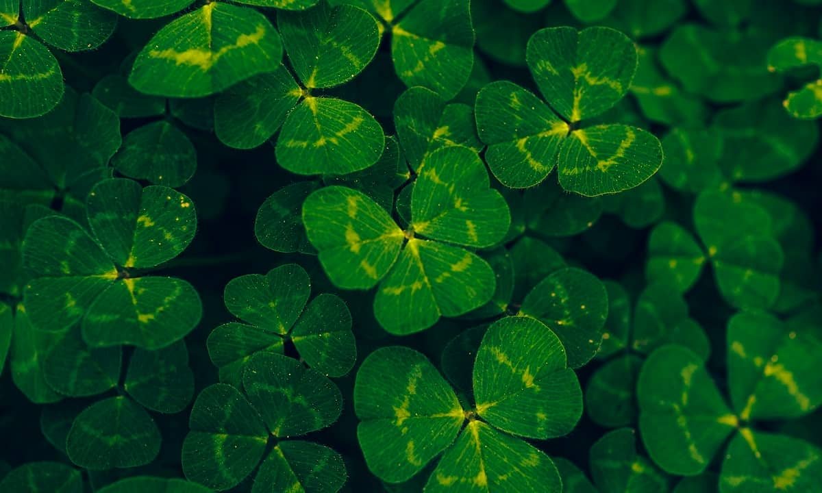 10 raisons de s’intéresser aux origines de la Saint-Patrick