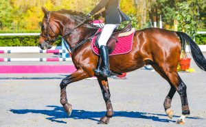 10 raisons de monter à cheval au moins une fois dans sa vie